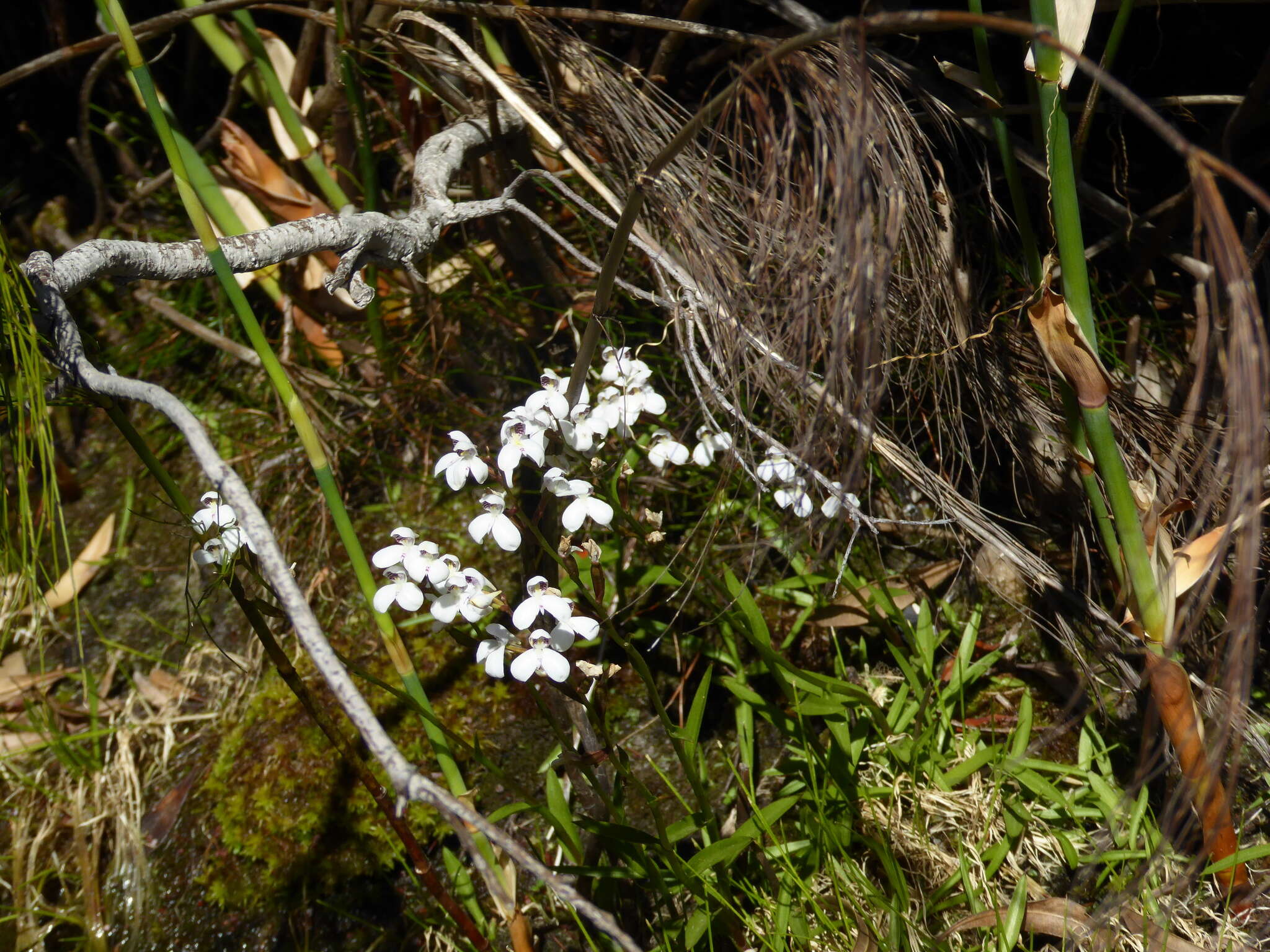 Imagem de Disa caulescens Lindl.