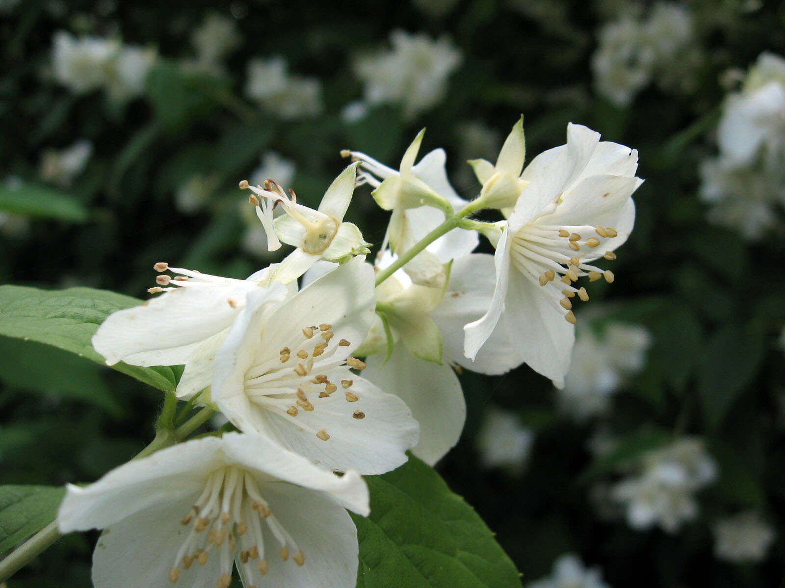 Image of sweet mock orange