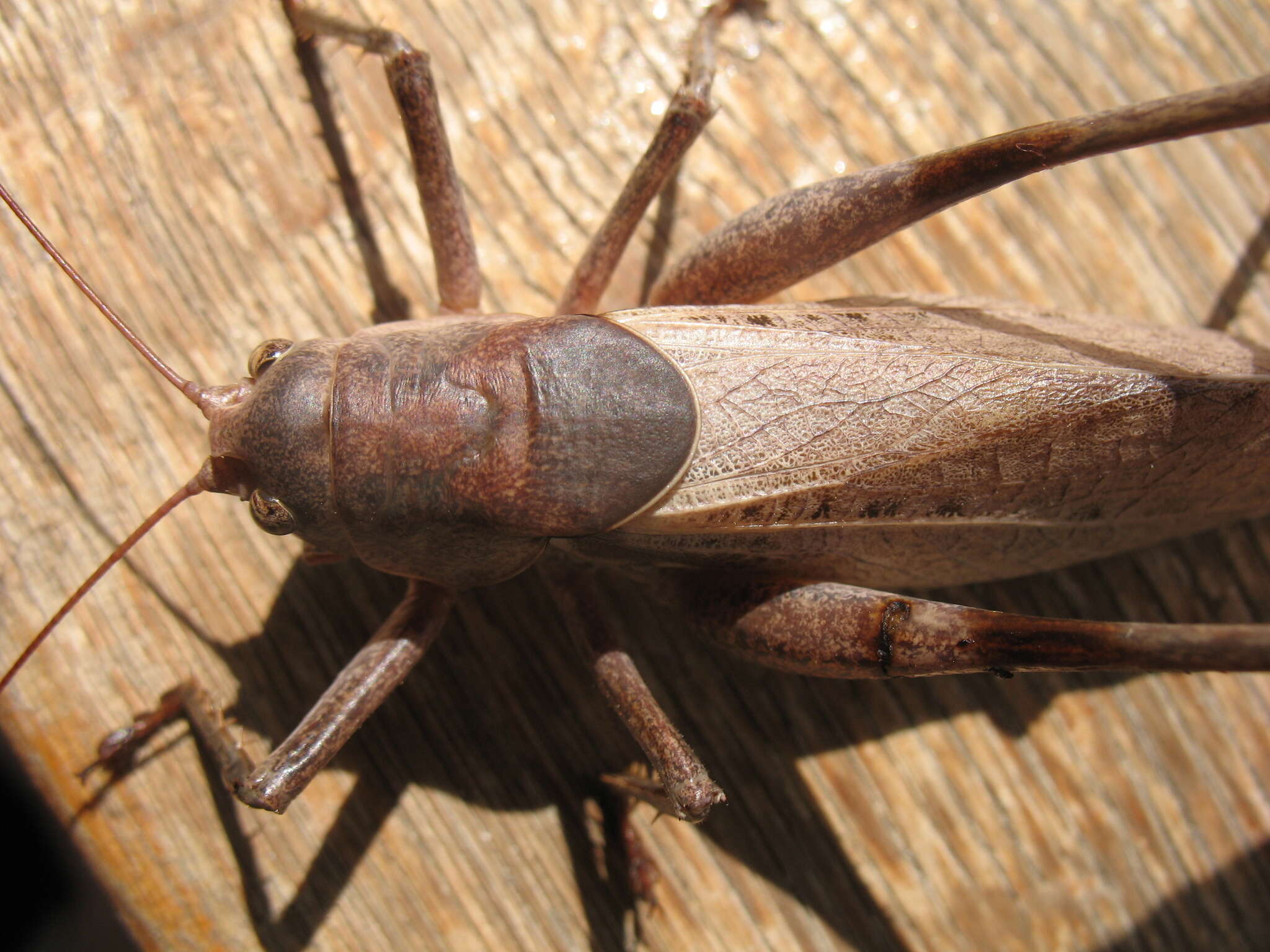 Image of Drymadusa dorsalis limbata Brunner von Wattenwyl 1882