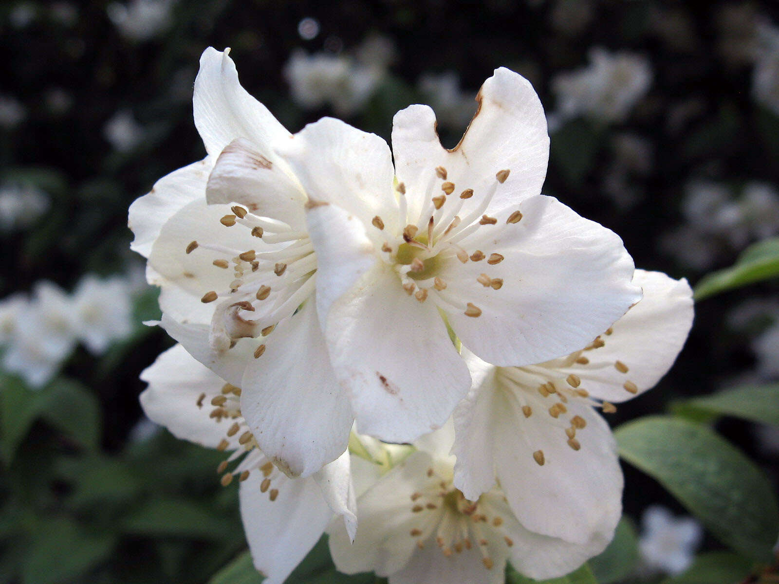 Image of sweet mock orange