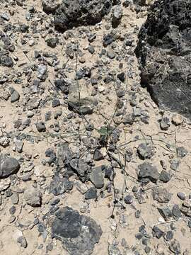 Image of Pahrump Valley buckwheat