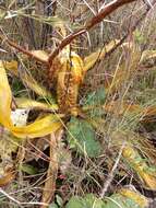 صورة Eucomis autumnalis (Mill.) Chitt.