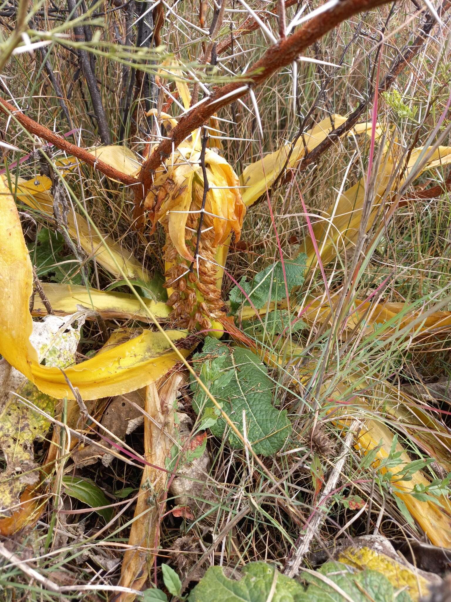 صورة Eucomis autumnalis (Mill.) Chitt.