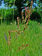 Image of Common Sorrel