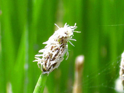 Image of Common Spike-rush