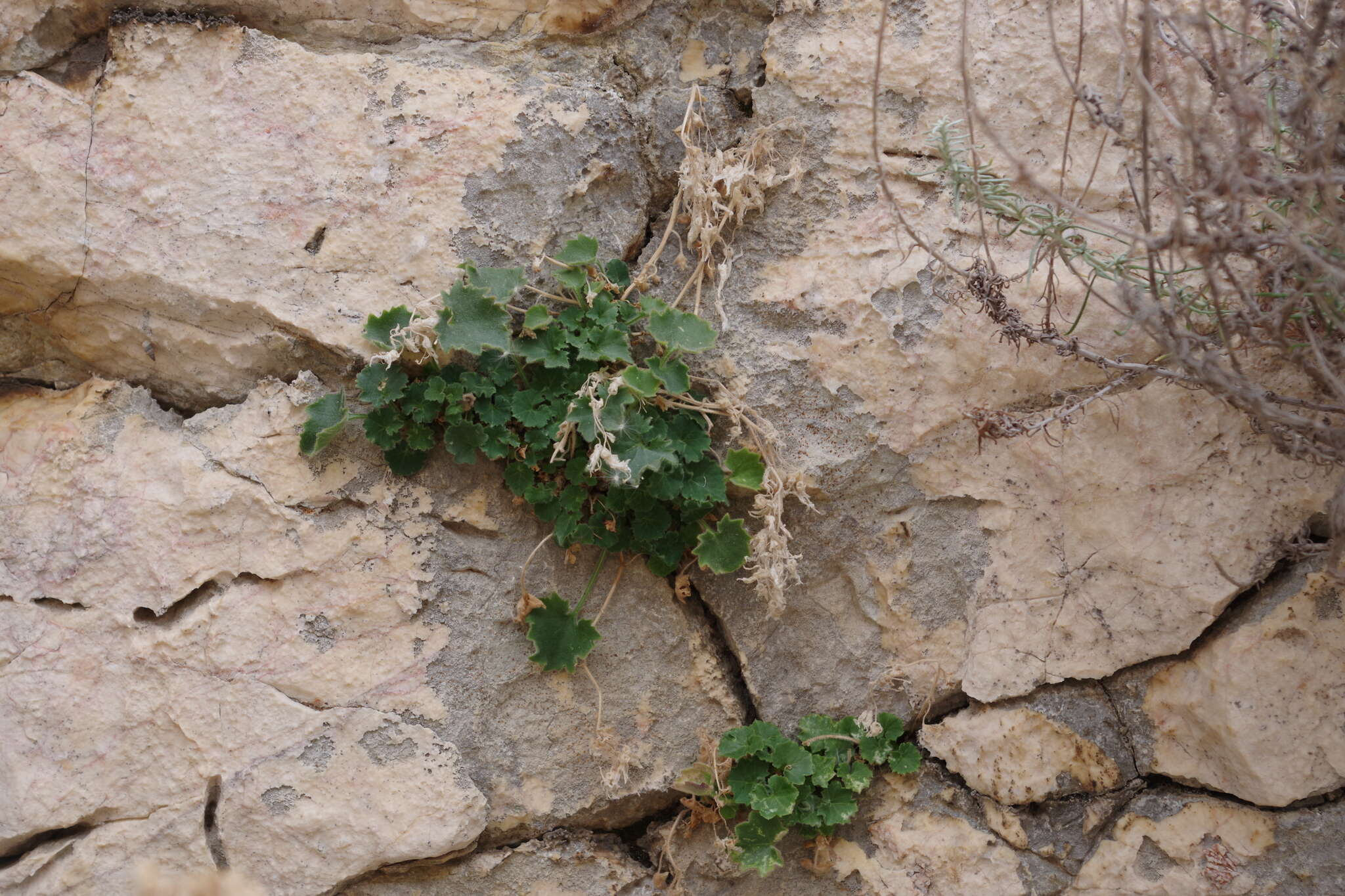 Image of Adriatic bellflower