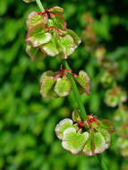 Image of Common Sorrel