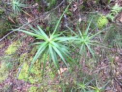 Image of Dracophyllum strictum Hook. fil.