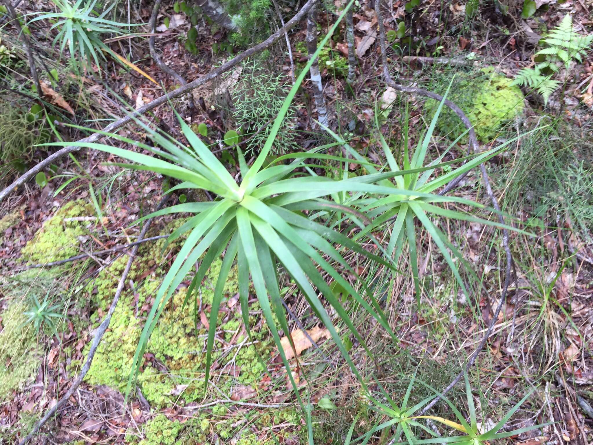 Image de Dracophyllum strictum Hook. fil.