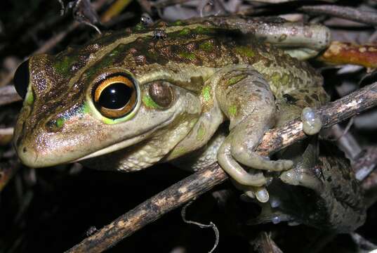 Image of Bell Frog