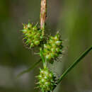 Image of Carex oederi var. bergrothii (Palmgr.) Hedrén & Lassen