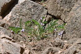 Image of Front Range milkvetch