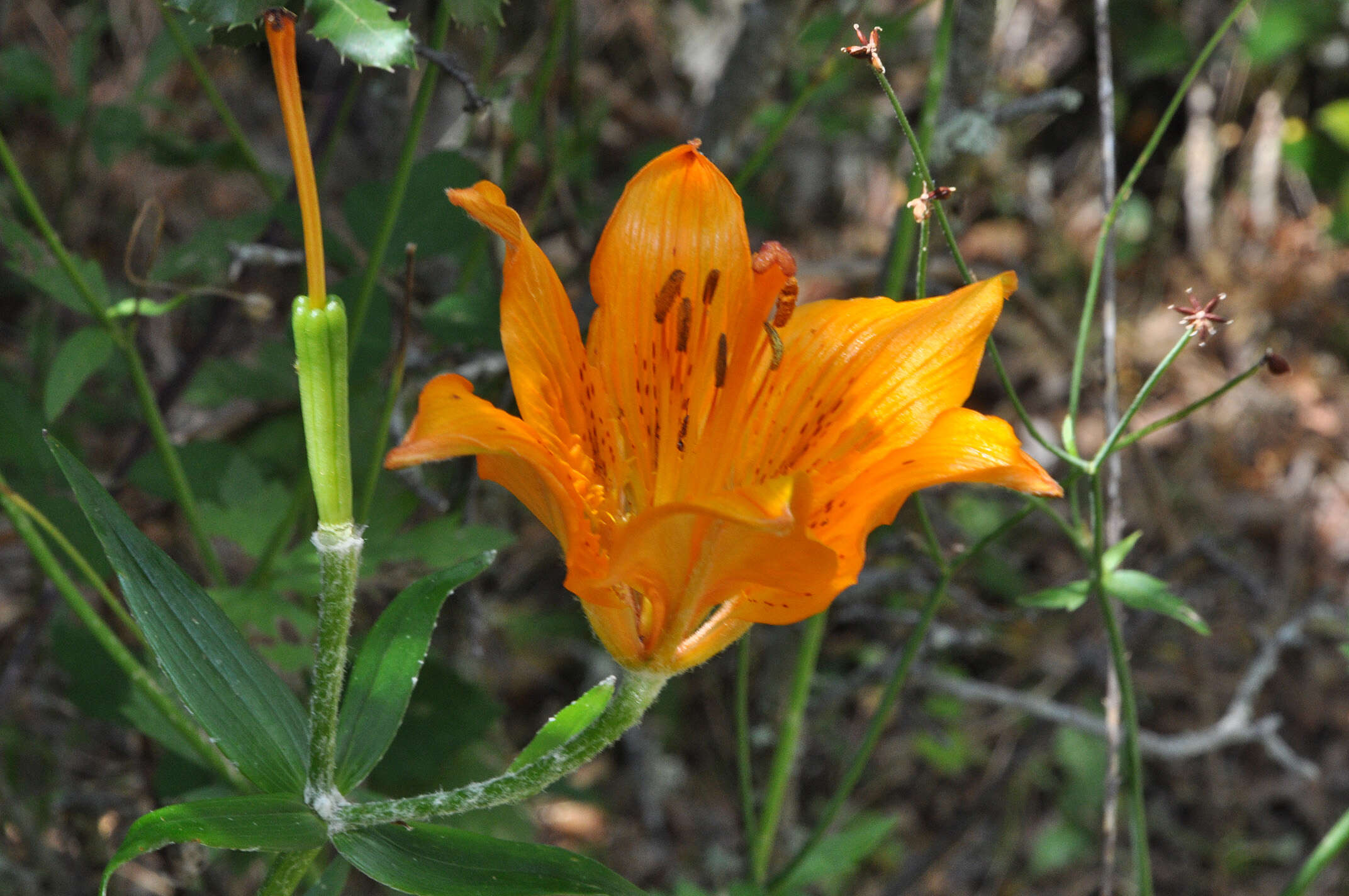 Image of orange lily