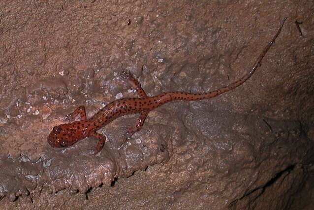 Image of Cave Salamander