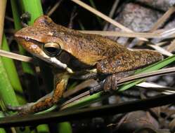 Image de Litoria adelaidensis (Gray 1841)