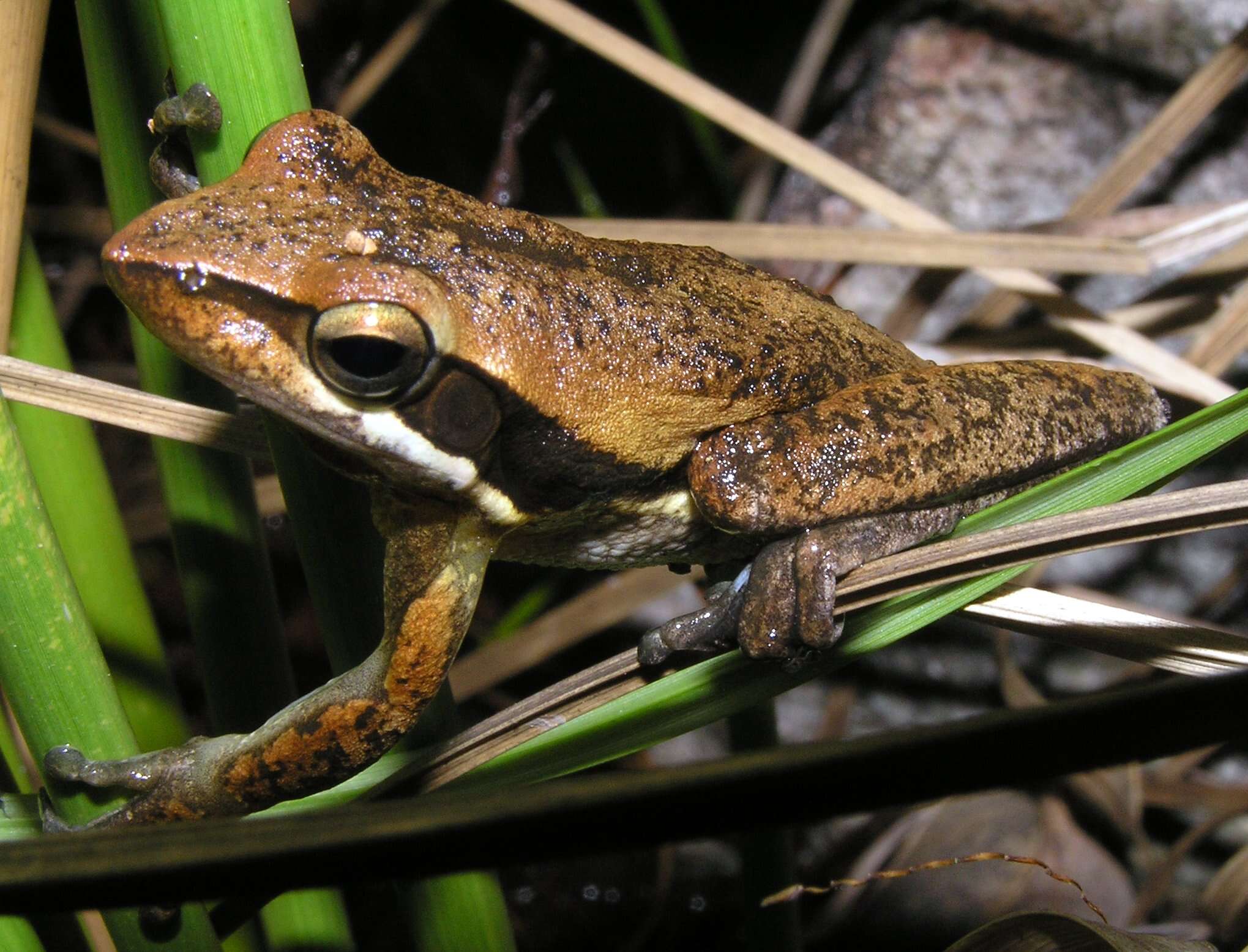 Imagem de Litoria adelaidensis (Gray 1841)