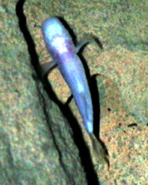 Image of Southern cavefish