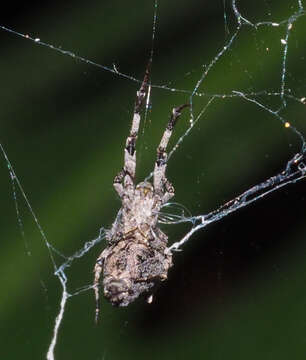 Image of Philoponella congregabilis (Rainbow 1916)