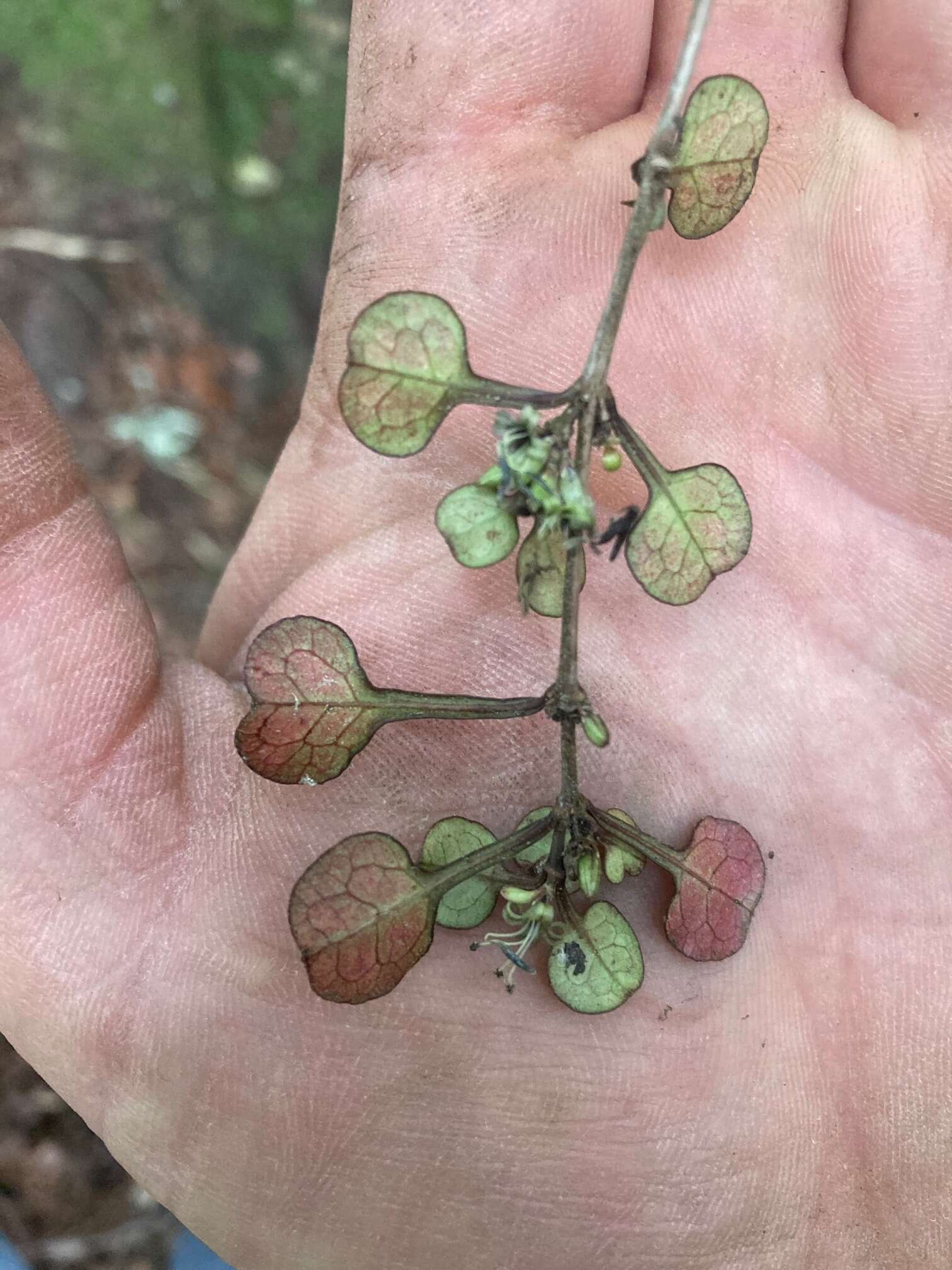 Image of Coprosma spathulata A. Cunn.