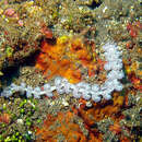 Image of Blue Dragon Nudibranch