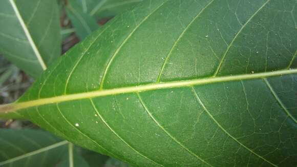 Plancia ëd Palicourea australis C. M. Taylor