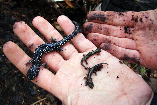 Image of Black Salamander