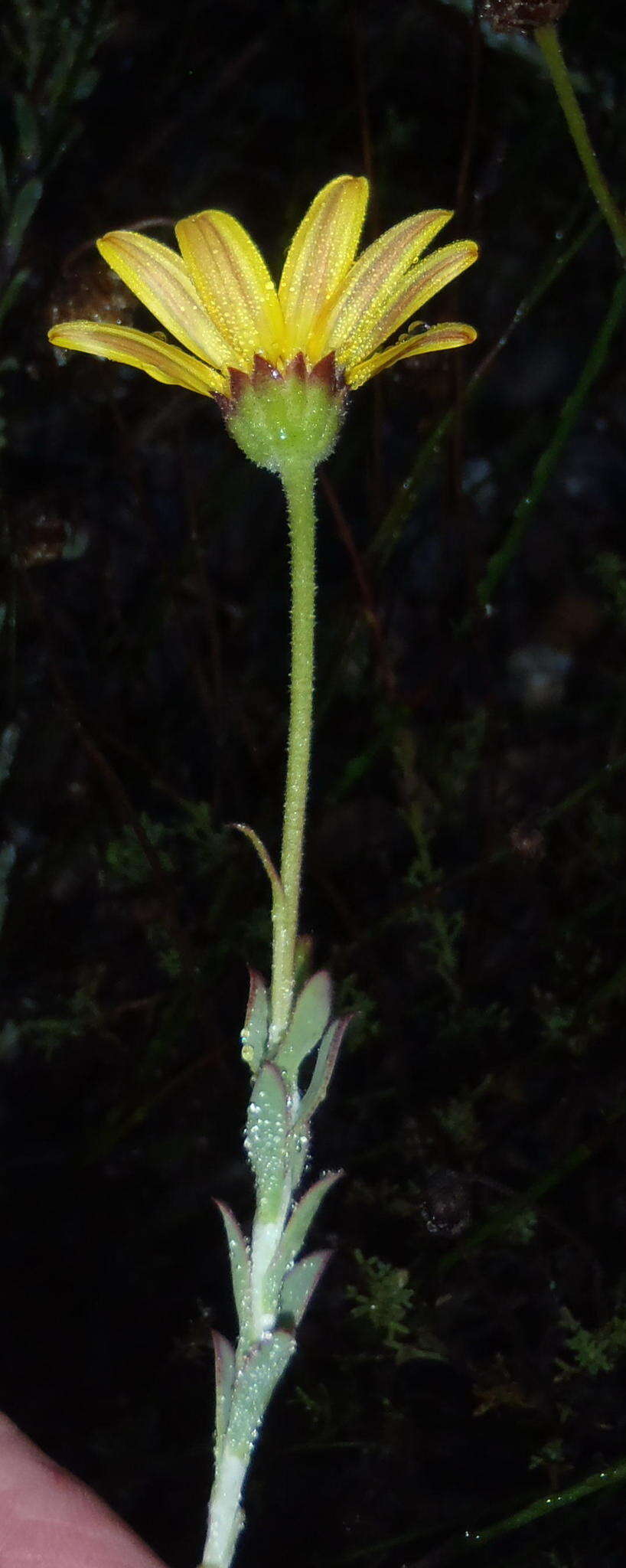 Image of <i>Osteospermum <i>polygaloides</i></i> var. polygaloides