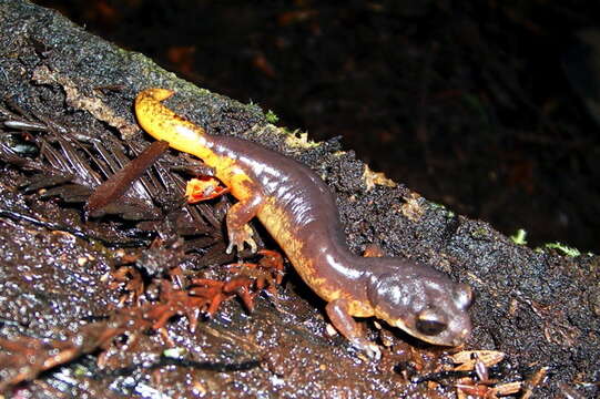 Image of Common Ensatina