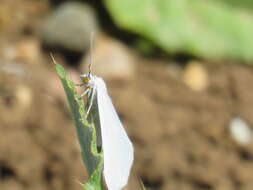 صورة Lithostege duponcheli Prout 1938