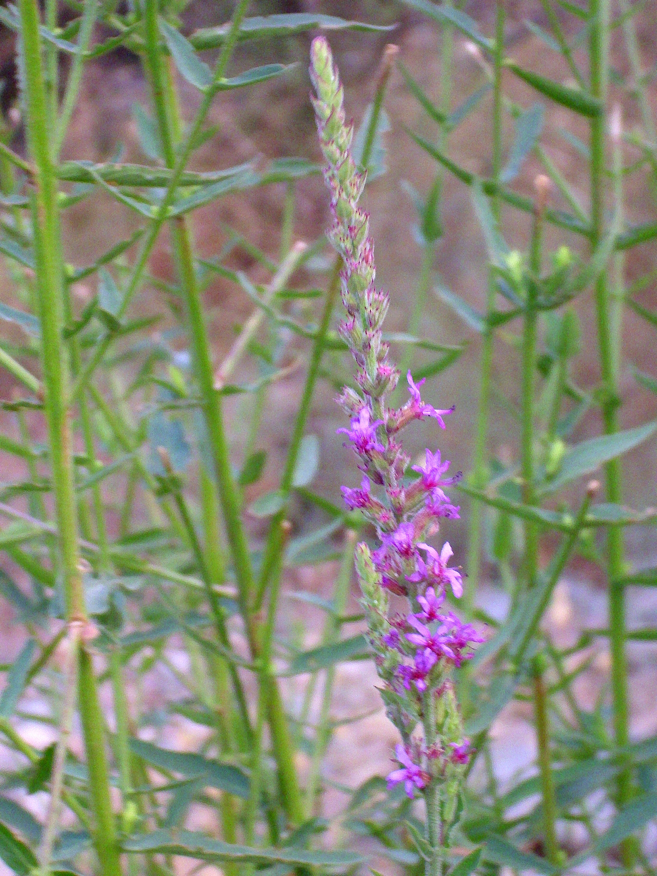 Image of Purple Loosestrife