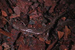 Image of Sacramento Mountain Salamander