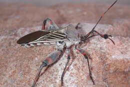 Image of Giant Mesquite Bug