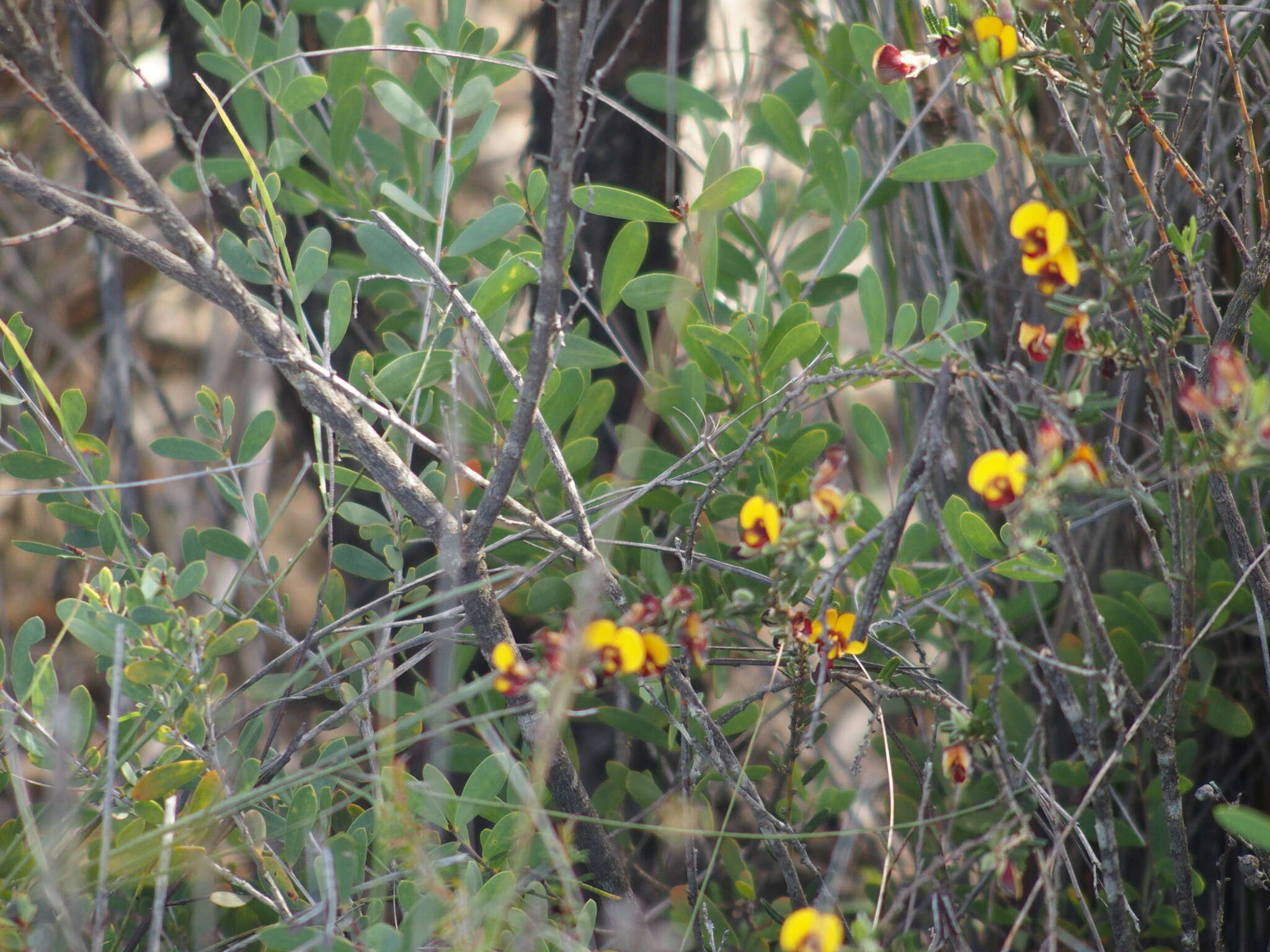 Plancia ëd Bossiaea eriocarpa Benth.