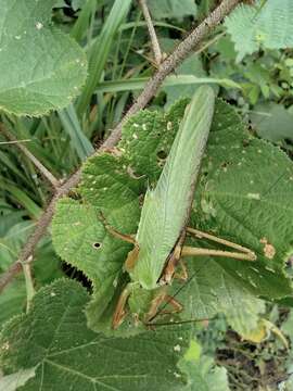 Plancia ëd Tettigonia chinensis Willemse & C. 1933