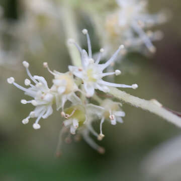 Image of Hydrangea heteromalla D. Don