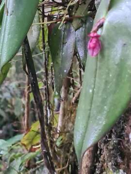 Image of Pleurothallis giraldoi Luer