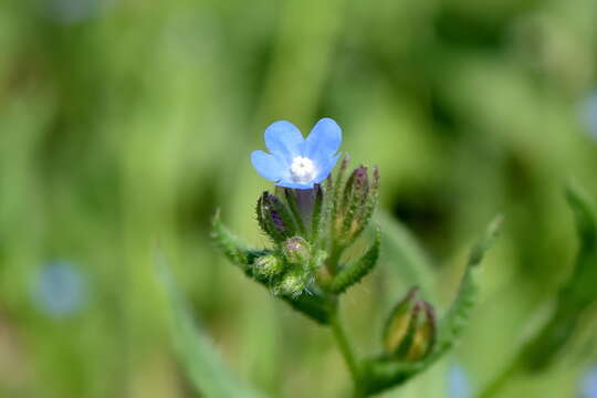 Image of Anchusa thessala Boiss. & Spruner