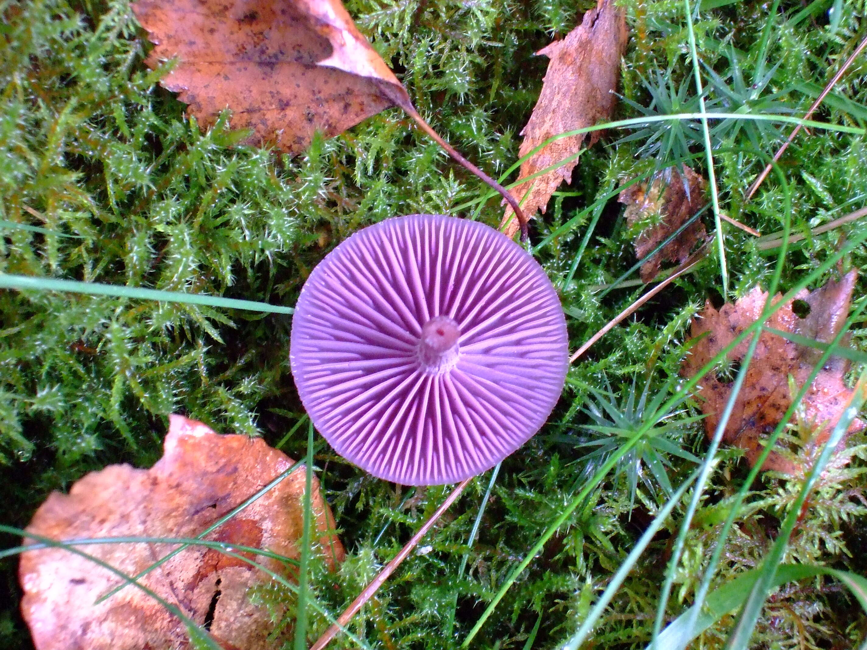 Image of Laccaria amethystina Cooke 1884