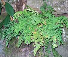 Image of Adiantum aethiopicum L.