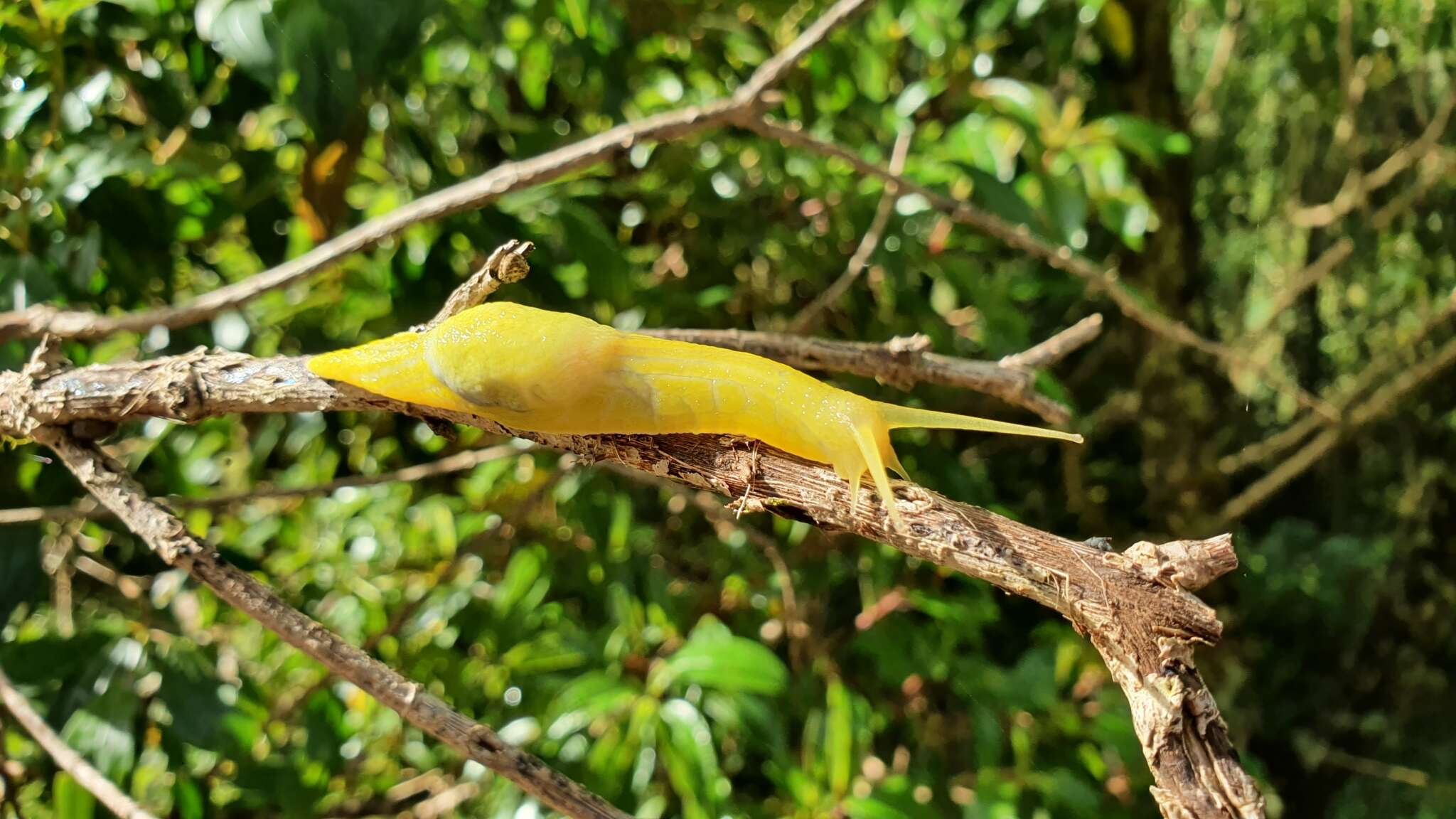 Image of Peltella iheringi Leme 1968