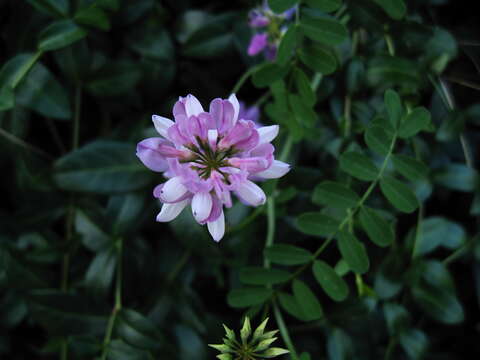 Image of crown vetch