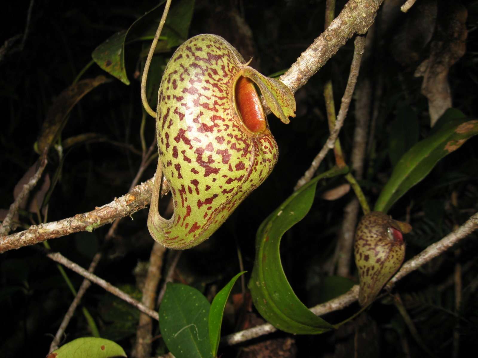 Image of Pitcher plant