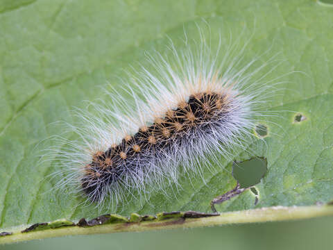 Acronicta auricoma Schiffermüller 1776 resmi