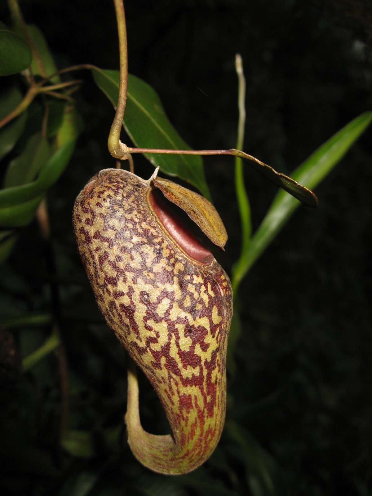 Image of Pitcher plant