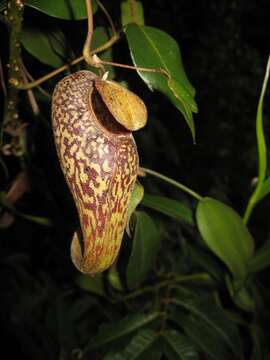 Image of Pitcher plant