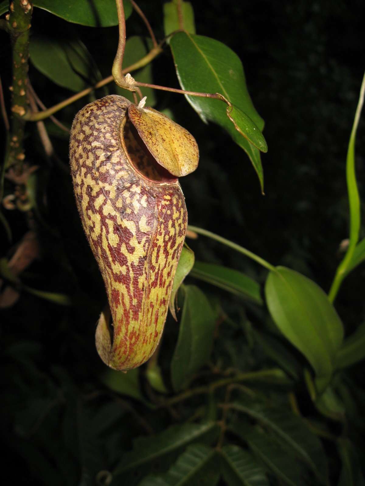 Image of Pitcher plant