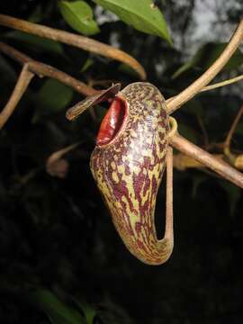 Image of Pitcher plant