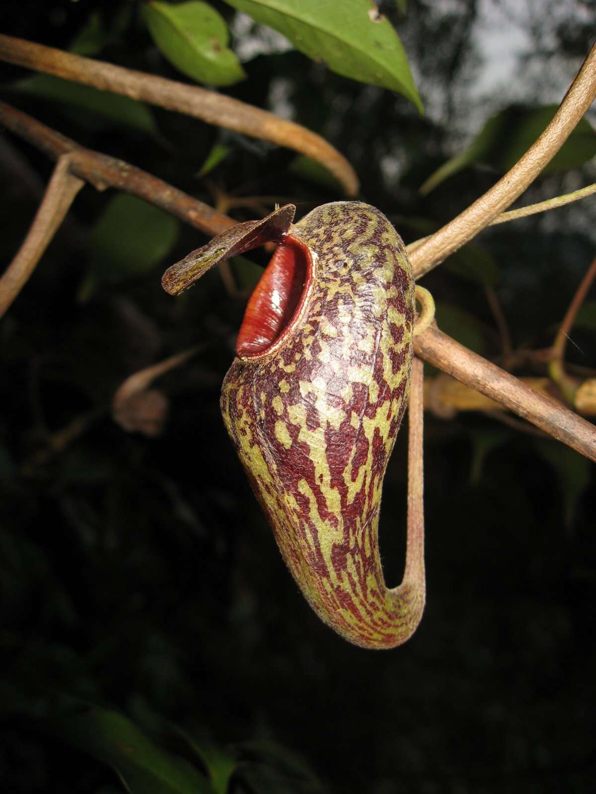 Image of Pitcher plant