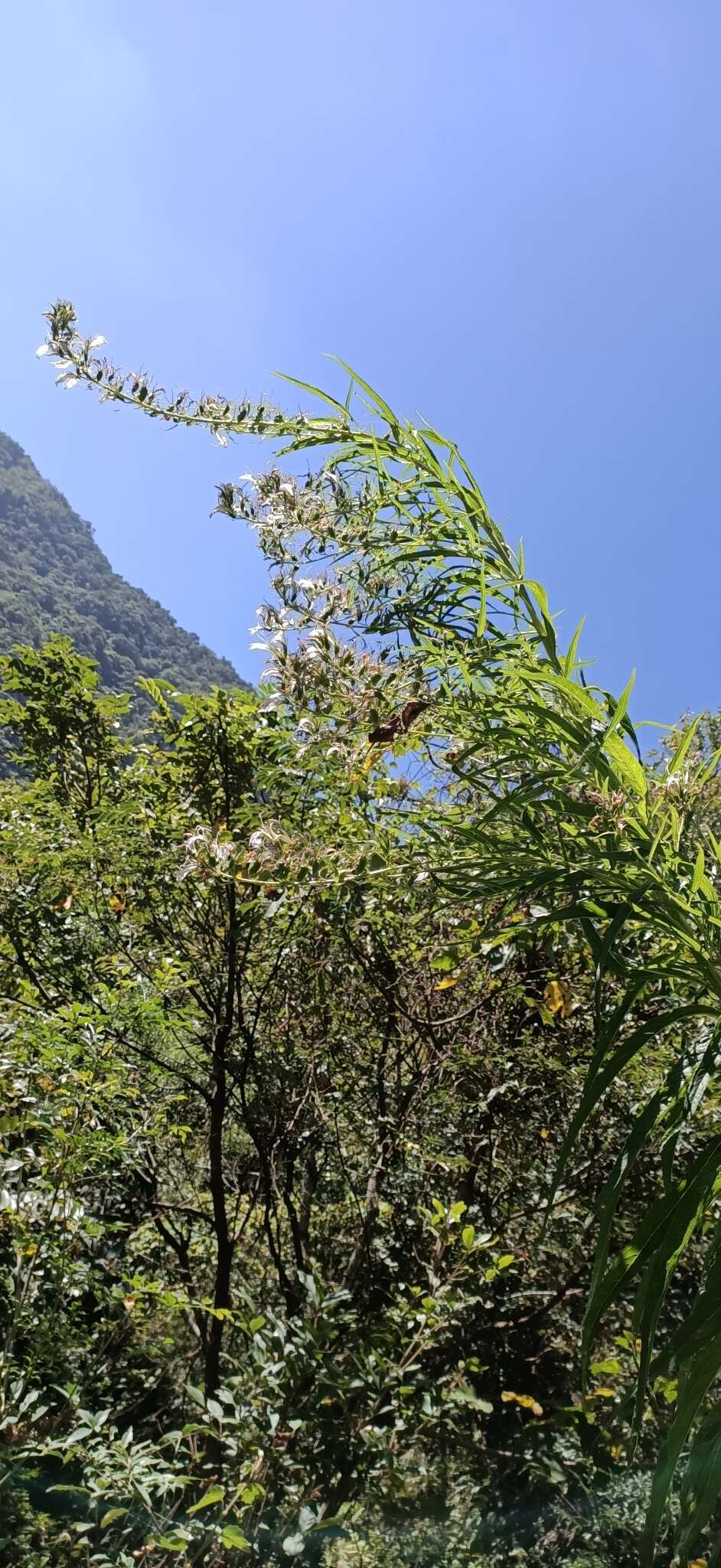 Image of Lobelia seguinii H. Lév. & Vaniot