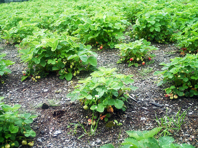 Image of Garden strawberry